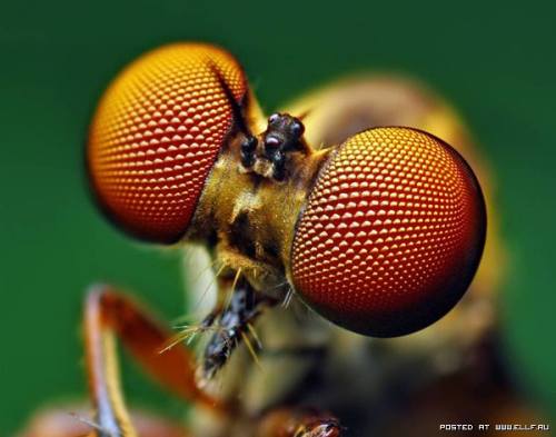 a-macro-insect-eyes-15