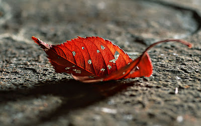 Dry Leaf Wallpapers