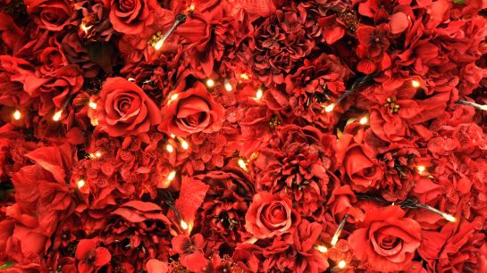 Red-Roses-Lights-Desktop-Wallpaper